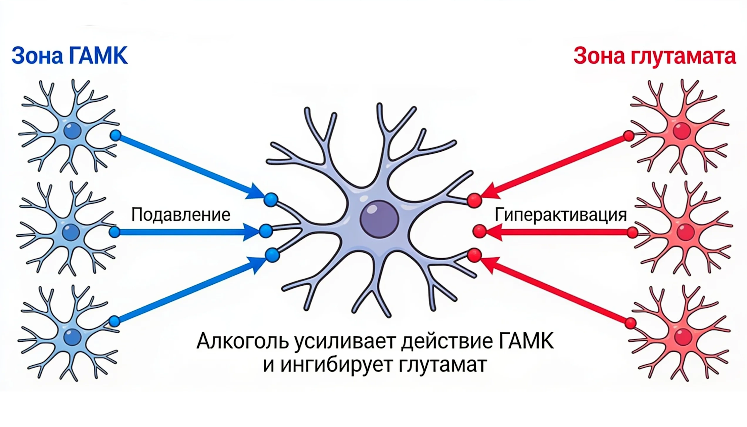 Когда человек трезвеет, уровень ГАМК резко падает, а глутамат начинает работать с удвоенной силой