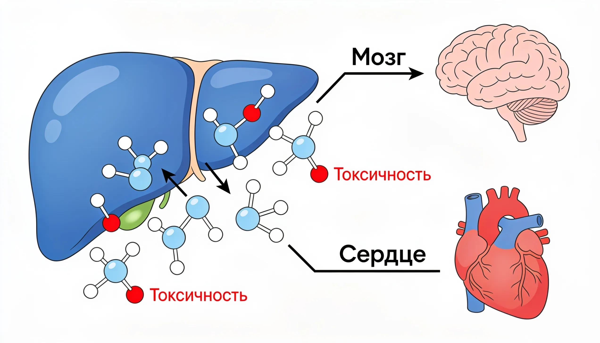 Токсическое воздействие ацетальдегида